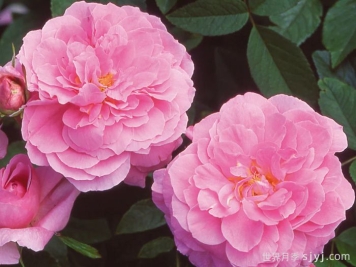 五月花月季The Mayflower