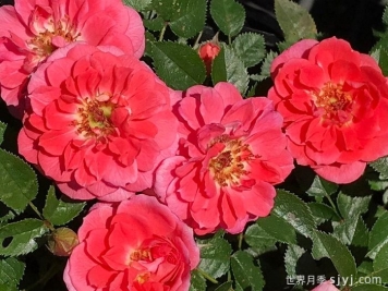 向前向上月季Onward and Upward