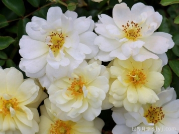 象牙漂流月季/象牙玫迪兰Ivory Drift