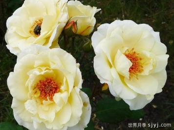 象牙时尚月季Ivory Fashion