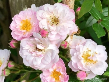 小漫步者月季/宝贝蔓枝/新秀蔓枝Little Rambler