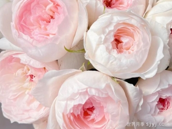 小抒情曲月季Arietta