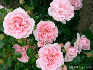 修女的童话月季/姐妹童话/家居庭院Sister's Fairy Tale