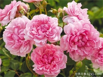 修女伊丽莎白月季Sister Elizabeth