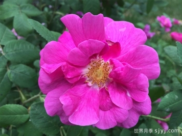 法国蔷薇月季/高卢红/药剂师玫瑰Rosa Gallica Officinalis