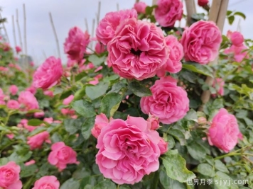 藤本月季粉色达芬奇的优缺点是什么？