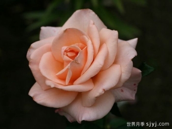 假日岛毛伊月季的优缺点是什么？