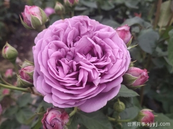 紫雾泡泡月季介绍和优缺点