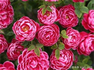 日本玛丽月季的优缺点是什么？