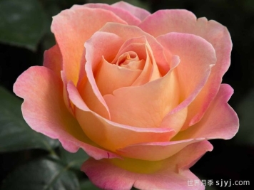 艾丽月季/爱丽/她Elle