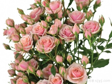 经典爱人月季Classic Rosever