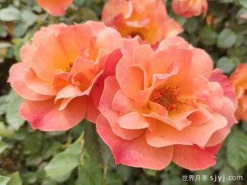 红从容月季/红丛蓉Red Velvet