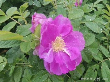 一分钟了解玫瑰