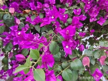 一分钟了解叶子花