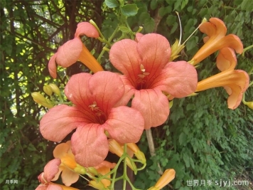 一分钟了解凌霄