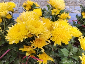 一分钟了解菊花