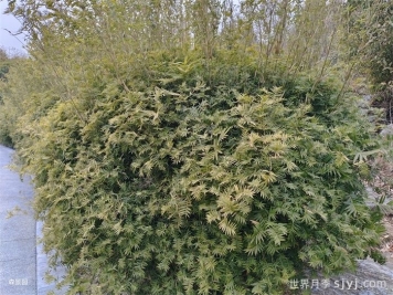 一分钟了解凤尾竹