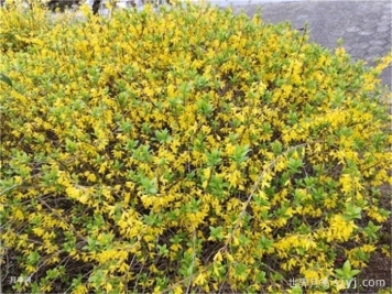 一分钟了解连翘