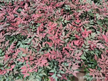 一分钟了解南天竹