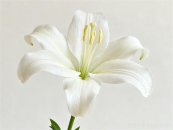 一分钟了解百合花