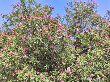 一分钟了解夹竹桃