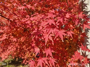 一分钟了解红枫