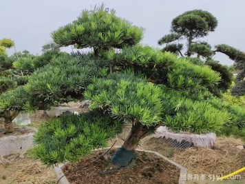 一分钟了解罗汉松