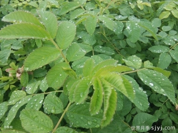 要不要给植物叶片喷水？