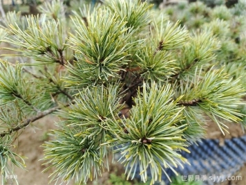 一分钟了解五针松