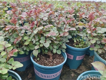 种月季花用什么土比较好？最佳泥炭椰壳羊粪