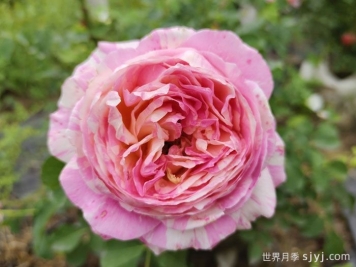 推荐6种抗病性强月季花品种，多季开花害很漂亮