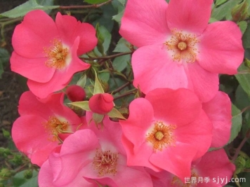 珊瑚玫迪兰月季Coral Meidiland