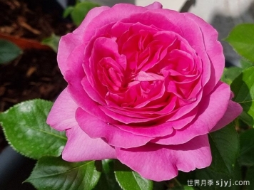 伯纳黛特拉芳特月季/伯纳黛特拉封/伯纳蒂特拉方特Bernadette Lafont