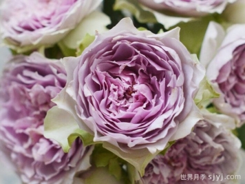 首饰盒月季/珠宝盒月季Coffret