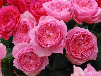 友禅小春月季Koharu