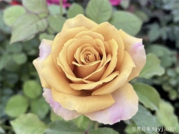 松之梦月季/松梦月季Pine Dream