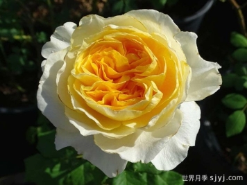 碧翠丝月季/贝特丽丝Beatrice