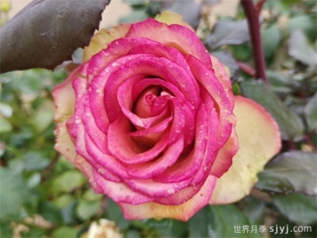 梦露月季/彩色贝壳月季Monroe