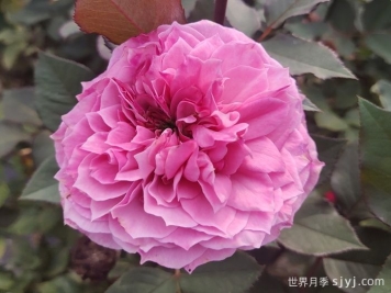 禁忌感官月季/恋上香水花园Forbidden Parfum