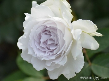 加百列大天使月季/加百列月季Gabriel