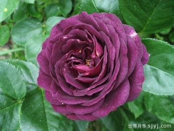 海潮之声月季/紫色伊甸园月季Ebb Tide