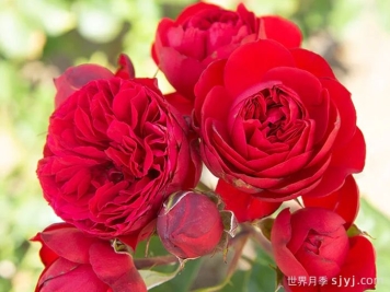 大地主月季/弗朗索瓦拉伯雷月季François Rabelais