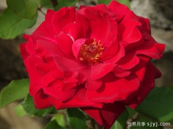 布达议员月季Senator Burda