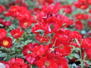 皇家巴西诺月季/巴西诺月季Royal Bassino