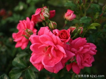 寒地玫瑰月季