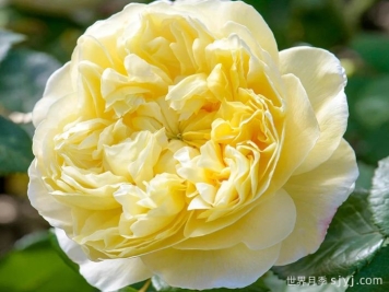 查尔斯达尔文月季Charles Darwin