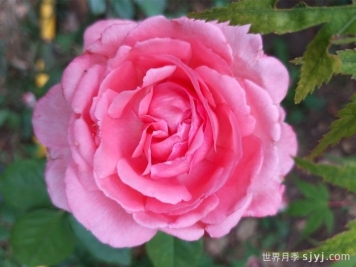 花宫娜月季Fragonard