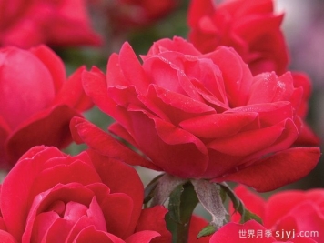 红色重瓣绝代佳人月季/拉德迪科Double Knock Ou