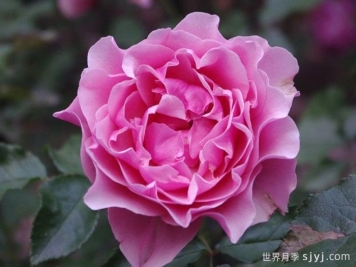 星斗月季/惑星月季L'Etoile