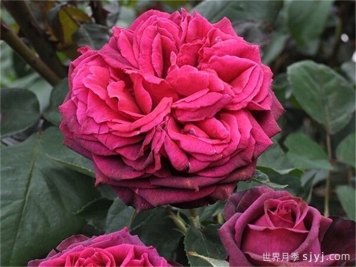 狄安娜伯爵夫人月季/暗夜芬芳/伯爵夫人戴安娜/暗之欲望Grafin Diana